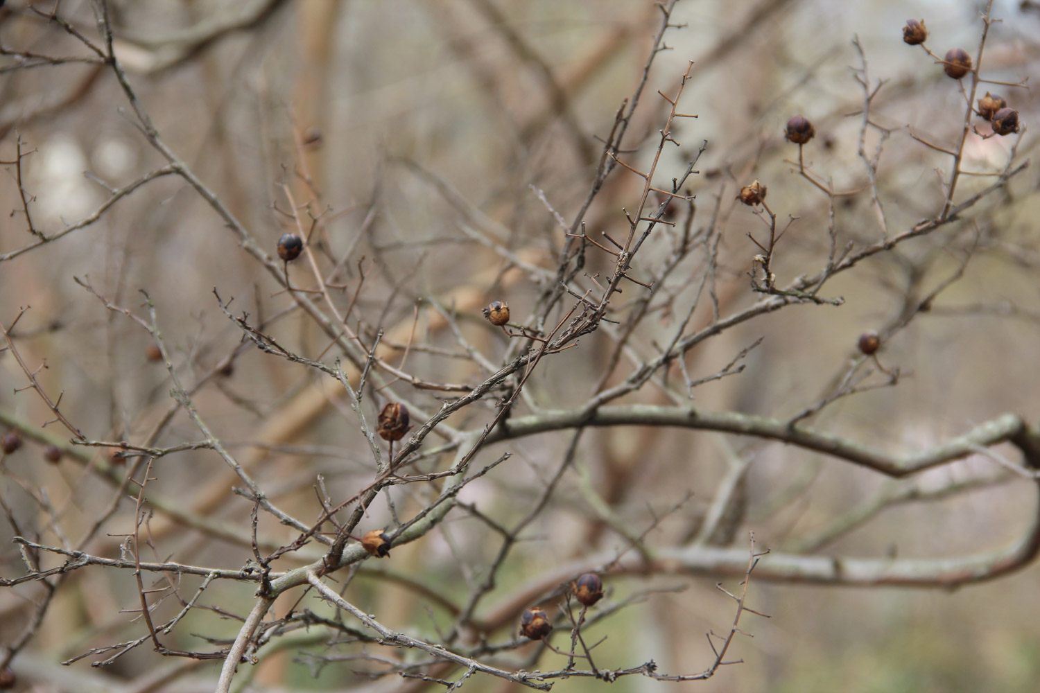 紫薇树长黑叶如何办？处理办法是关键！