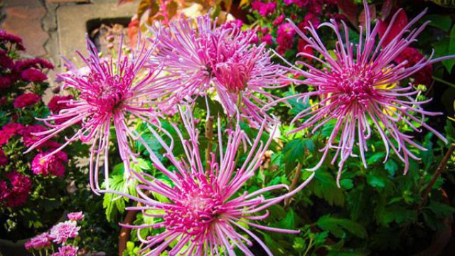 夏季植物叶子发黄如何办