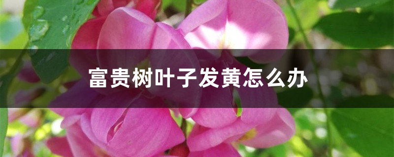 富贵树叶子发黄如何办