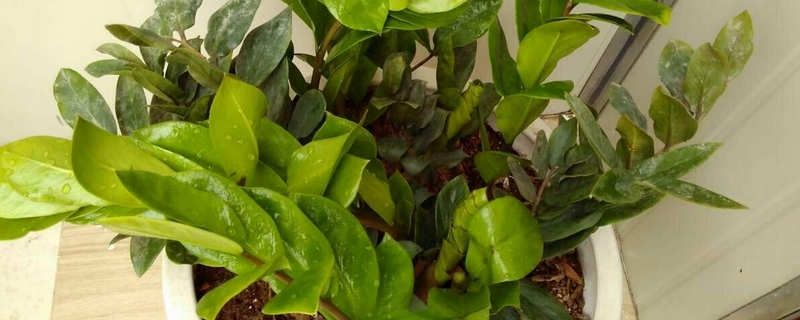 雪铁芋叶子发黄如何办