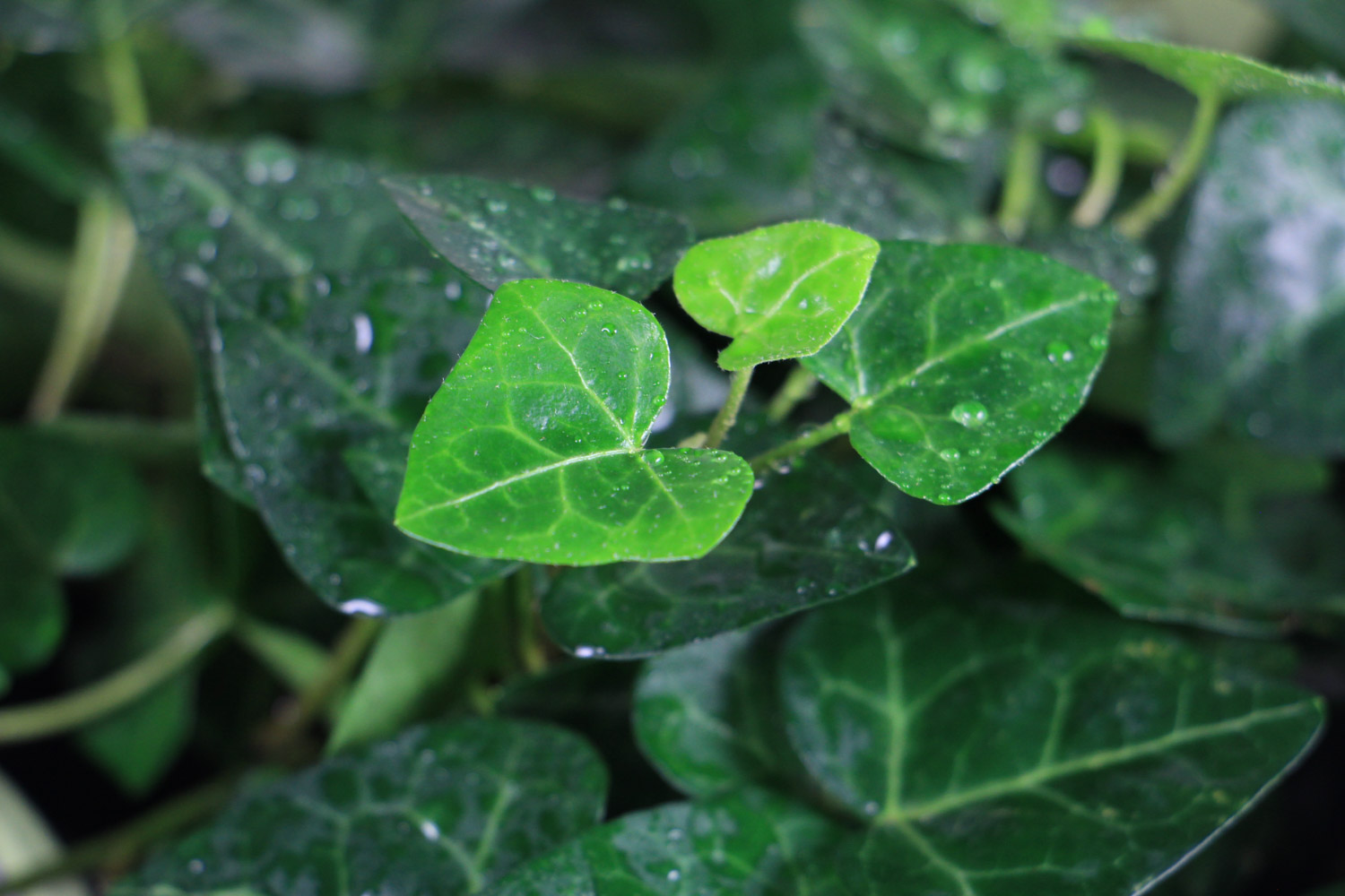 常春藤 常春藤叶片干枯如何办