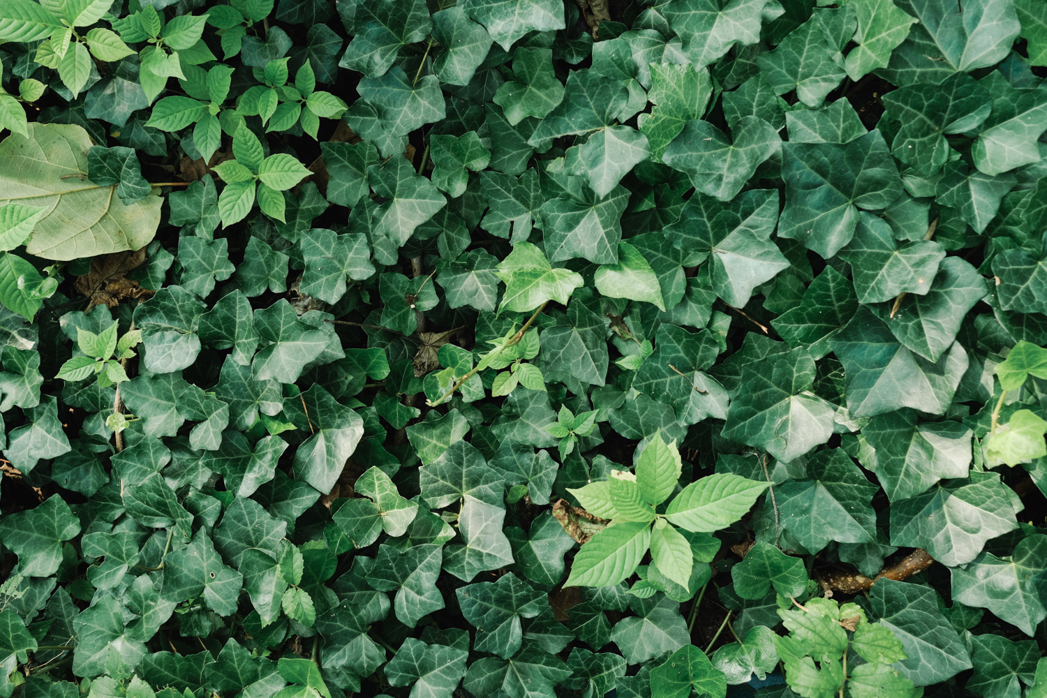 常春藤 常春藤叶片干枯如何办