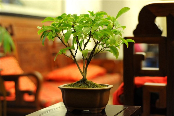 花卉秋季入室如何预防黄叶