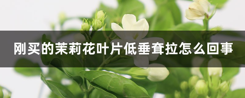 刚买的茉莉花叶片低垂耷拉如何回事
