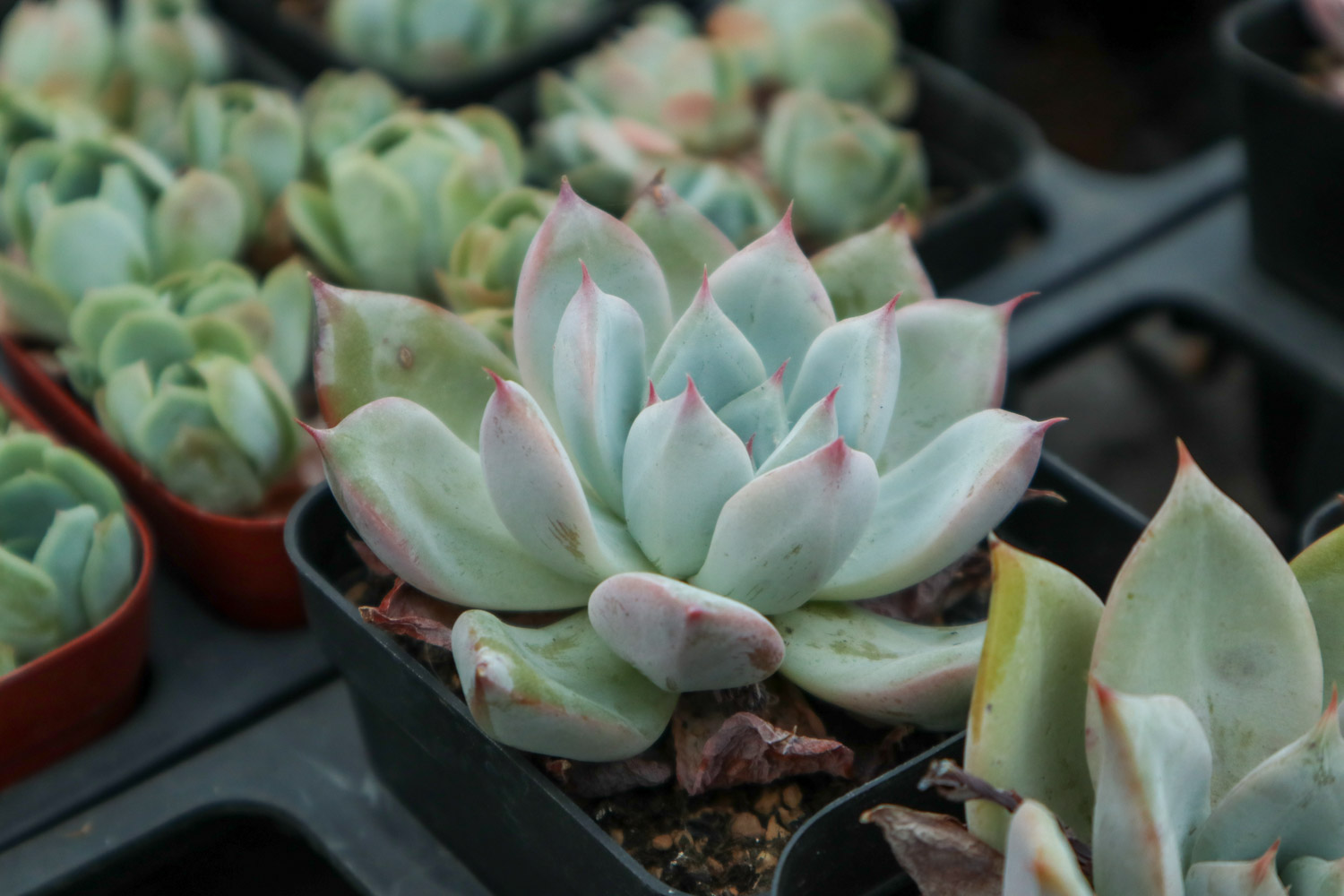 多肉叶子干瘪如何办