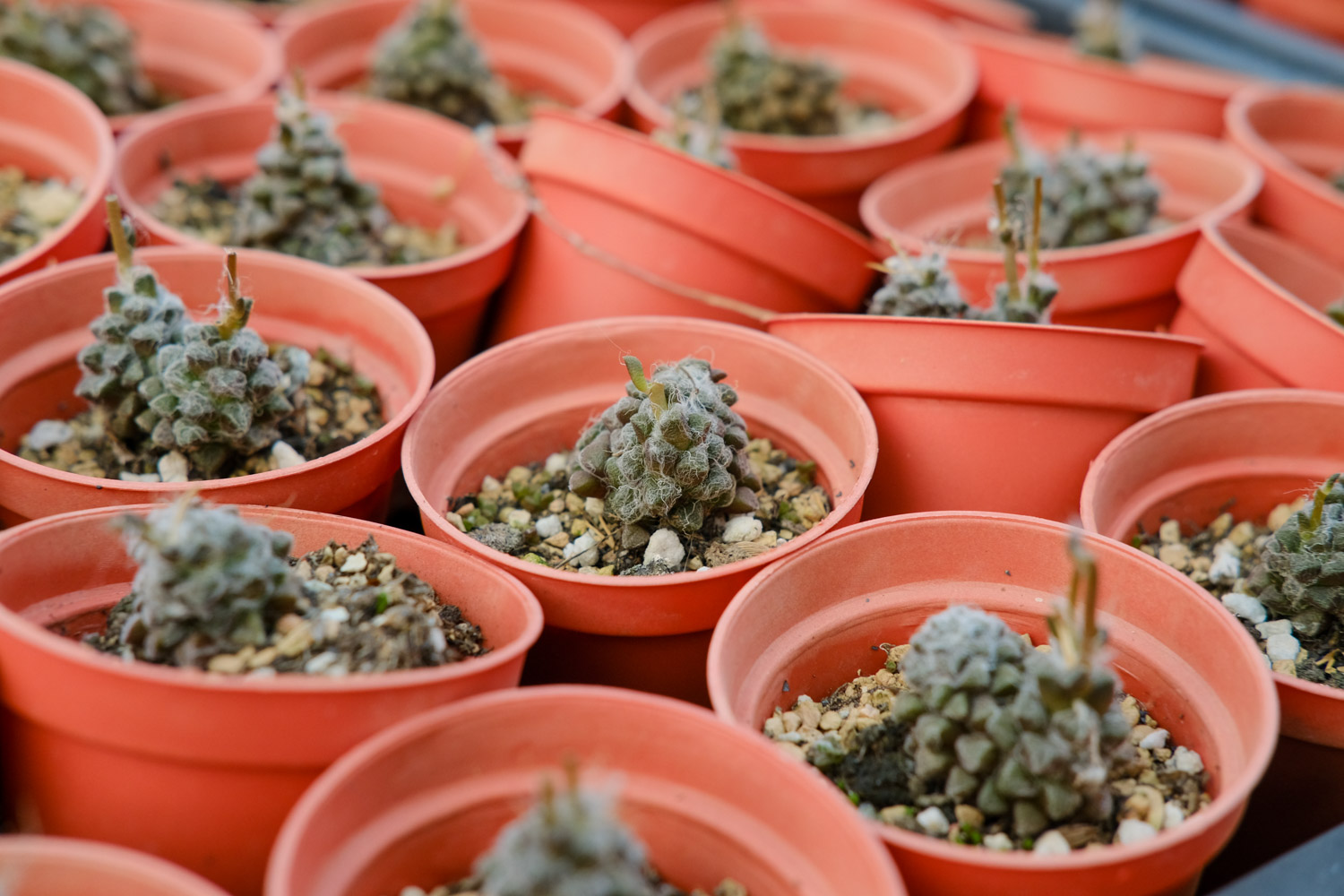 多肉叶子干瘪如何办