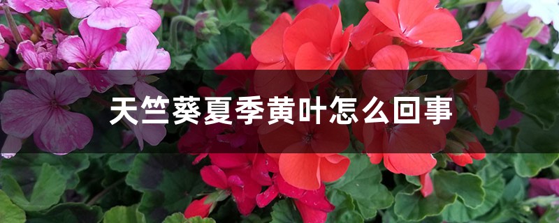 天竺葵夏季黄叶如何回事