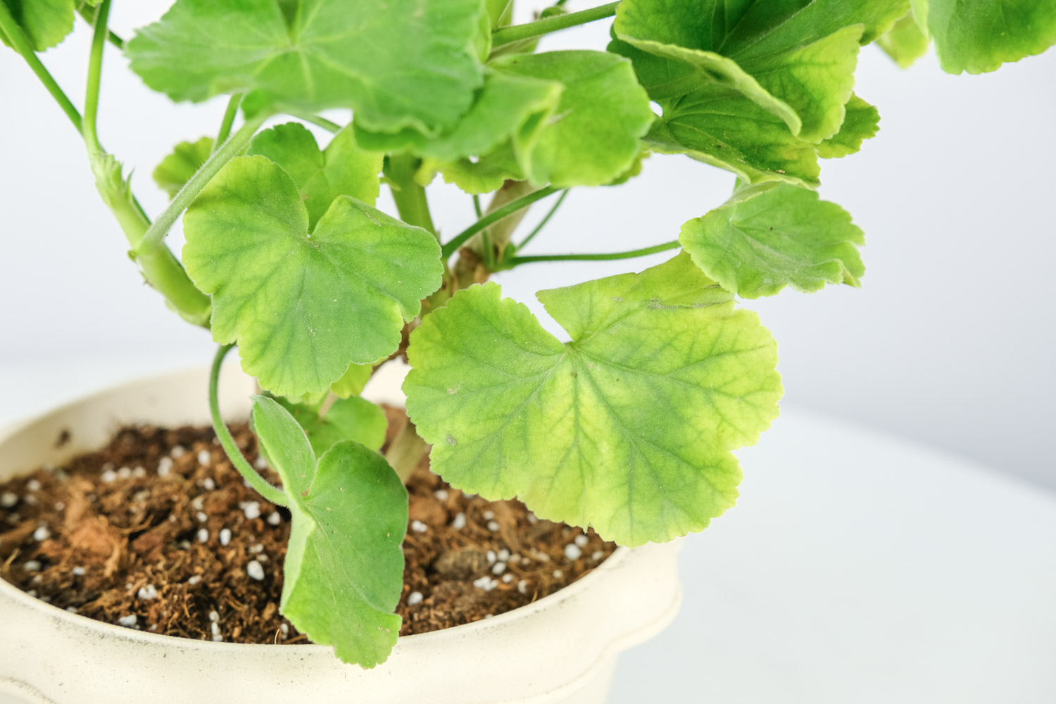 天竺葵 天竺葵夏季黄叶如何回事