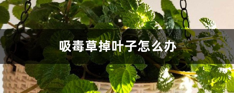 吸毒草掉叶子如何办