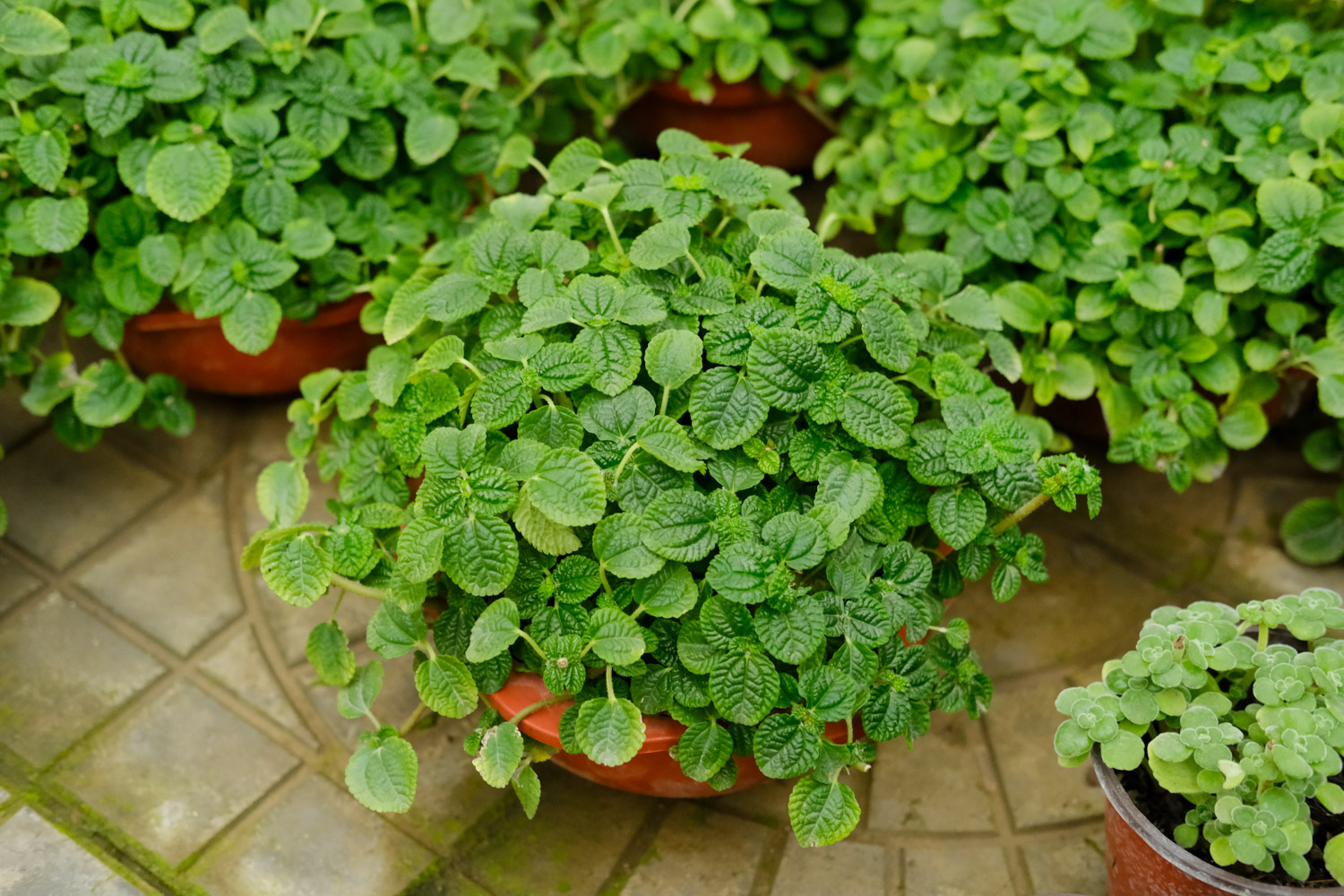 吸毒草 吸毒草掉叶子如何办