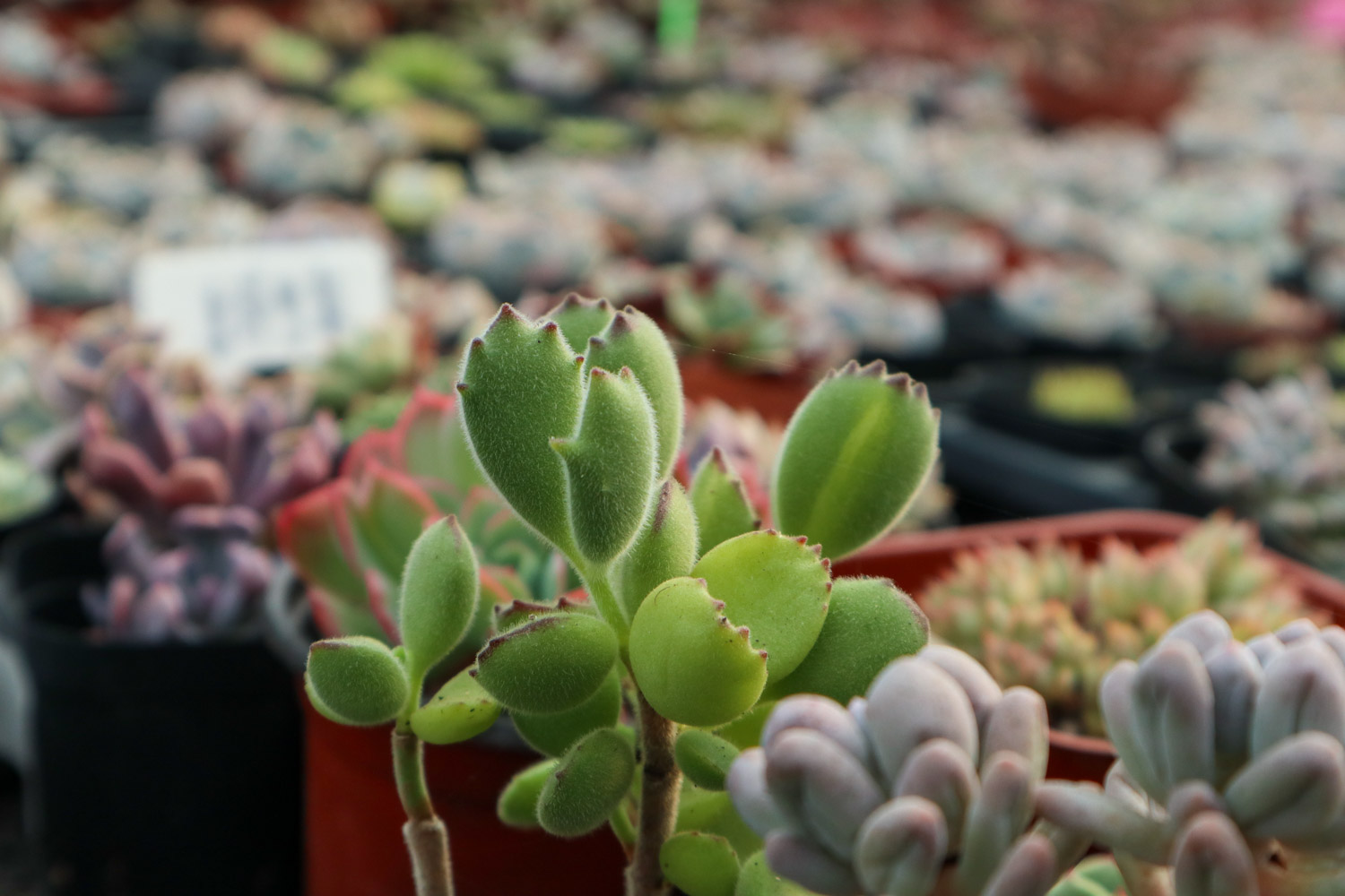 熊童子叶子发软如何办