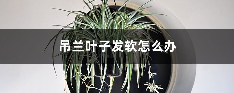 吊兰叶子发软如何办