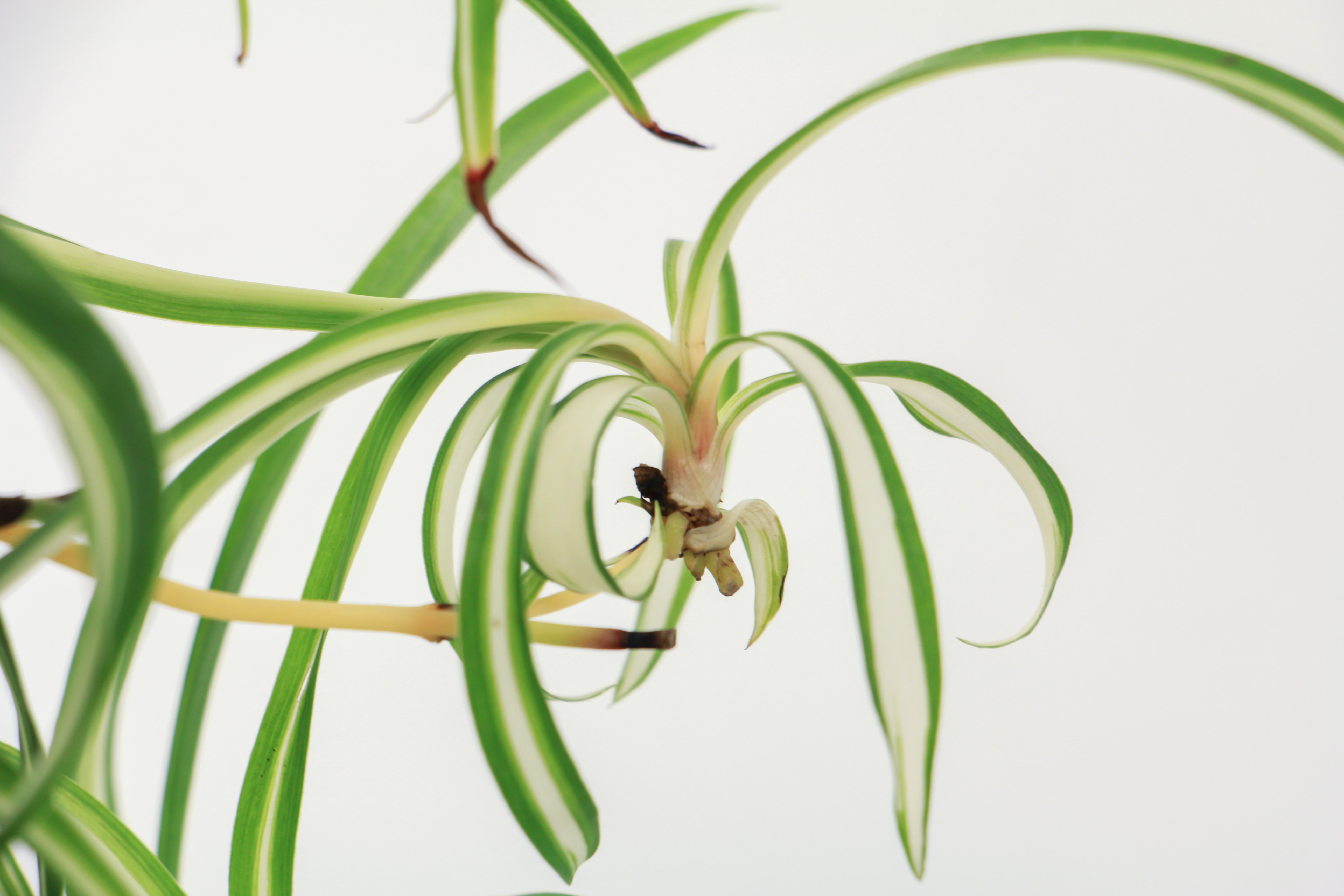 吊兰叶子发软如何办