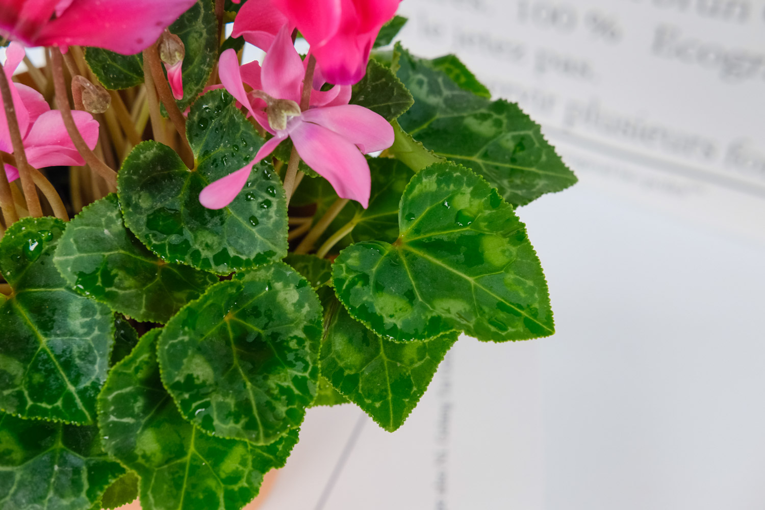 仙客来 仙客来掉叶子如何办