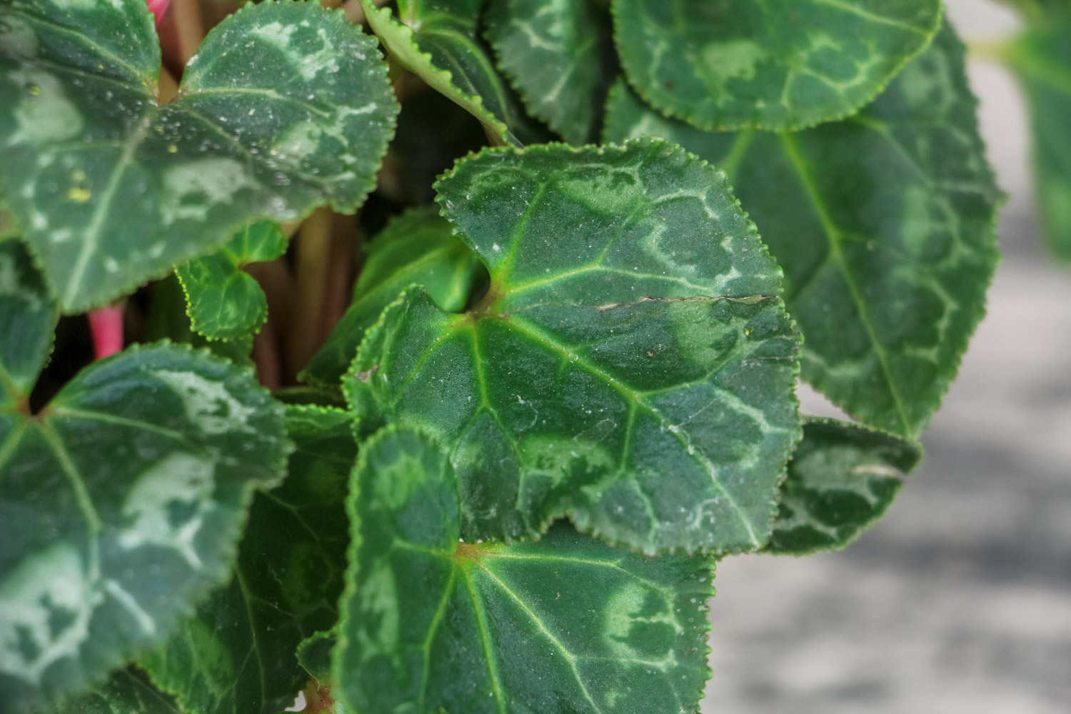 仙客来 仙客来叶子发黄具体分析