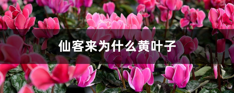 仙客来为何黄叶子