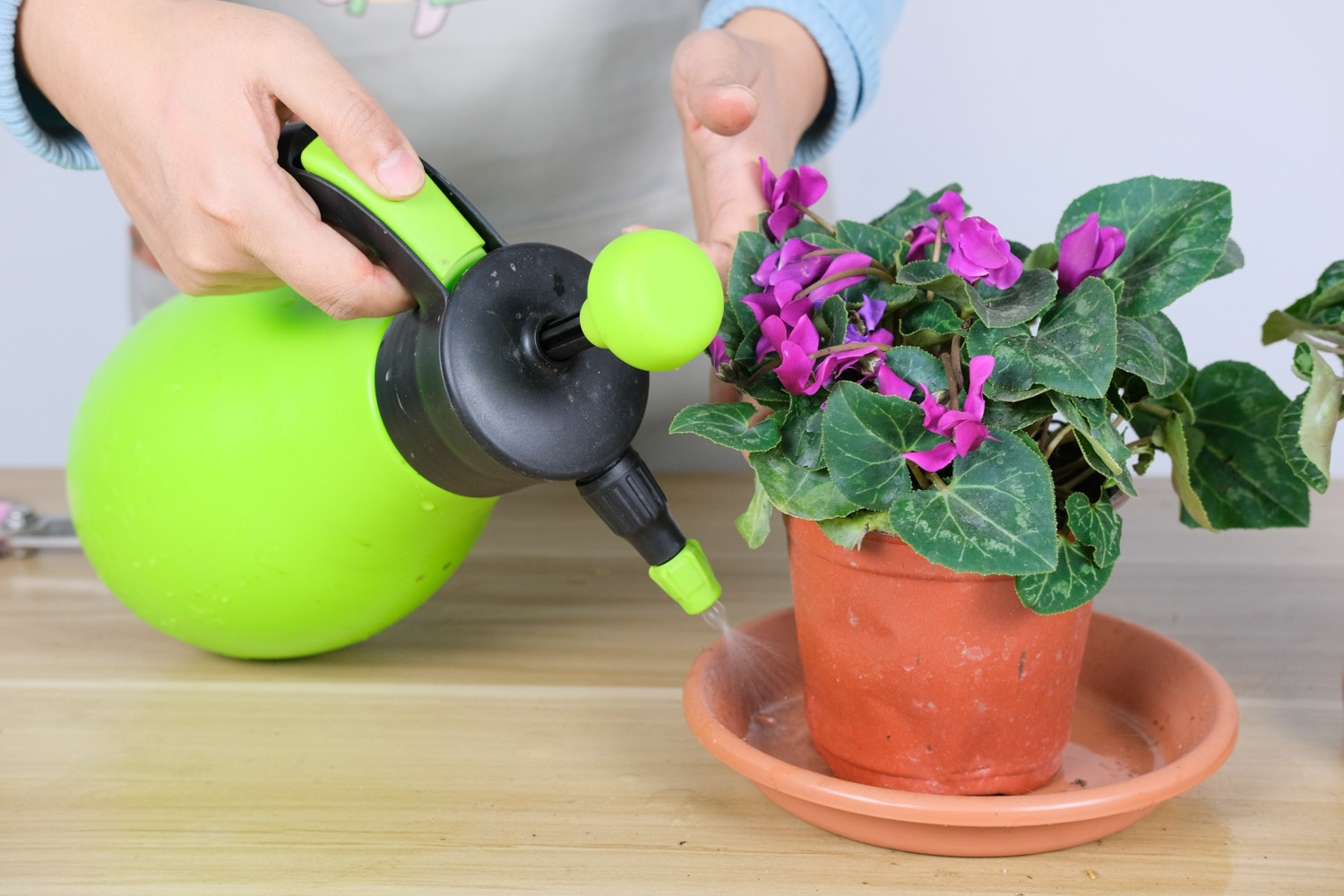 仙客来为何黄叶子