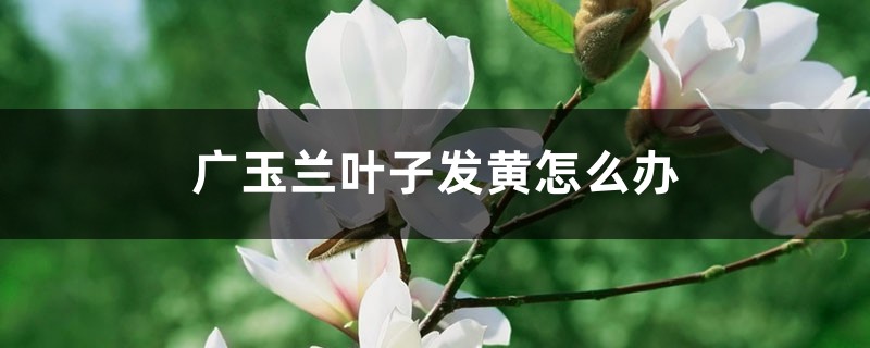 广玉兰叶子发黄如何办