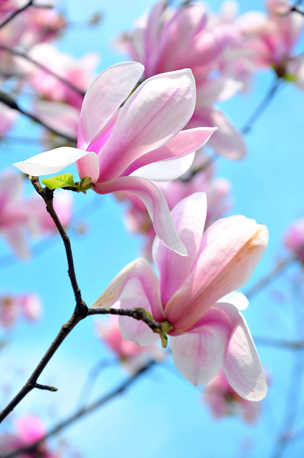 广玉兰叶子发黄如何办