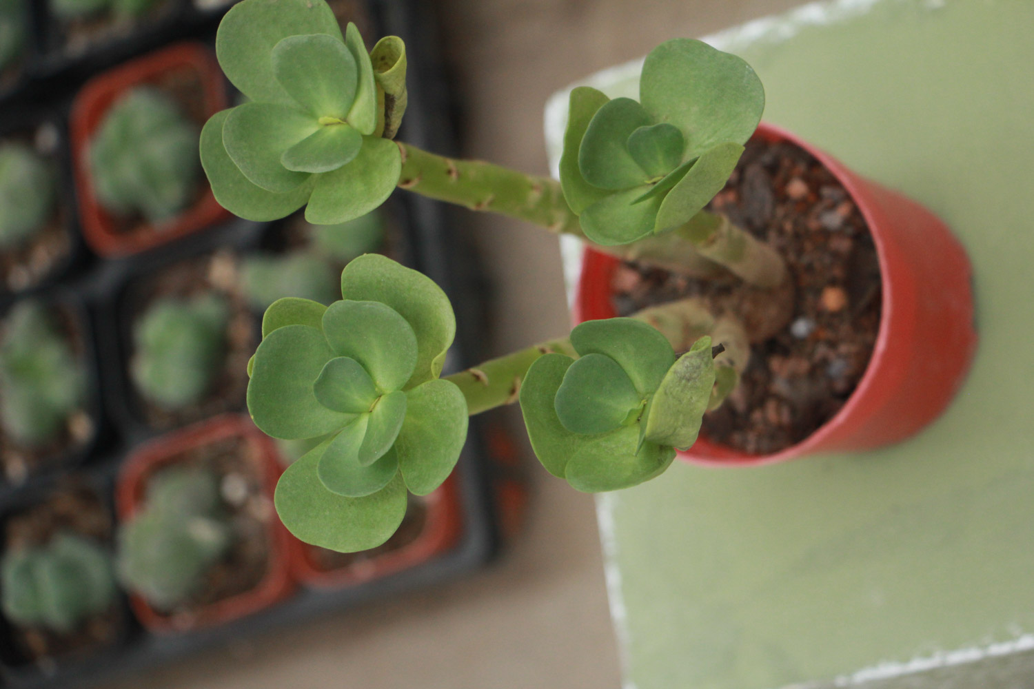 金钱木叶子发黑如何办