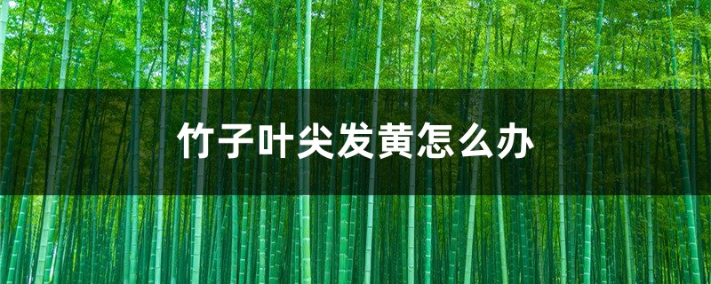 竹子叶尖发黄如何办