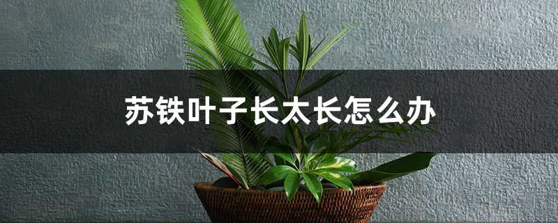 苏铁叶子长太长如何办