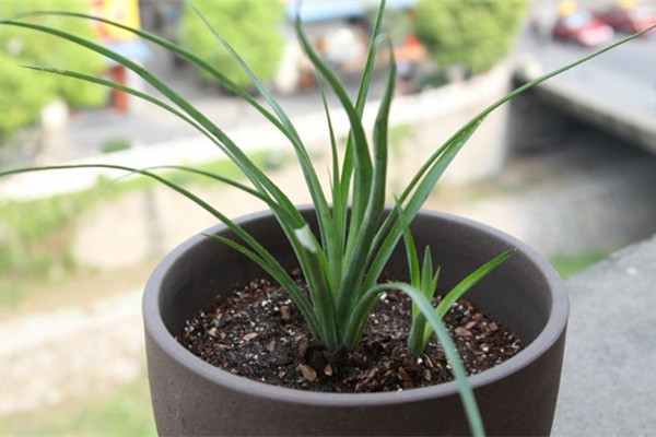 垂花水塔花叶尖枯焦、根茎腐烂如何办