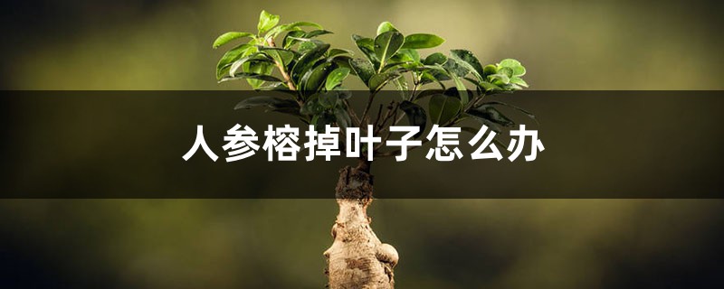 人参榕掉叶子如何办