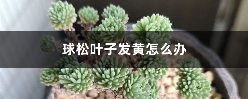 球松叶子发黄如何办