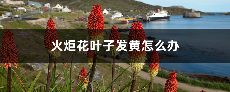 火炬花叶子发黄如何办