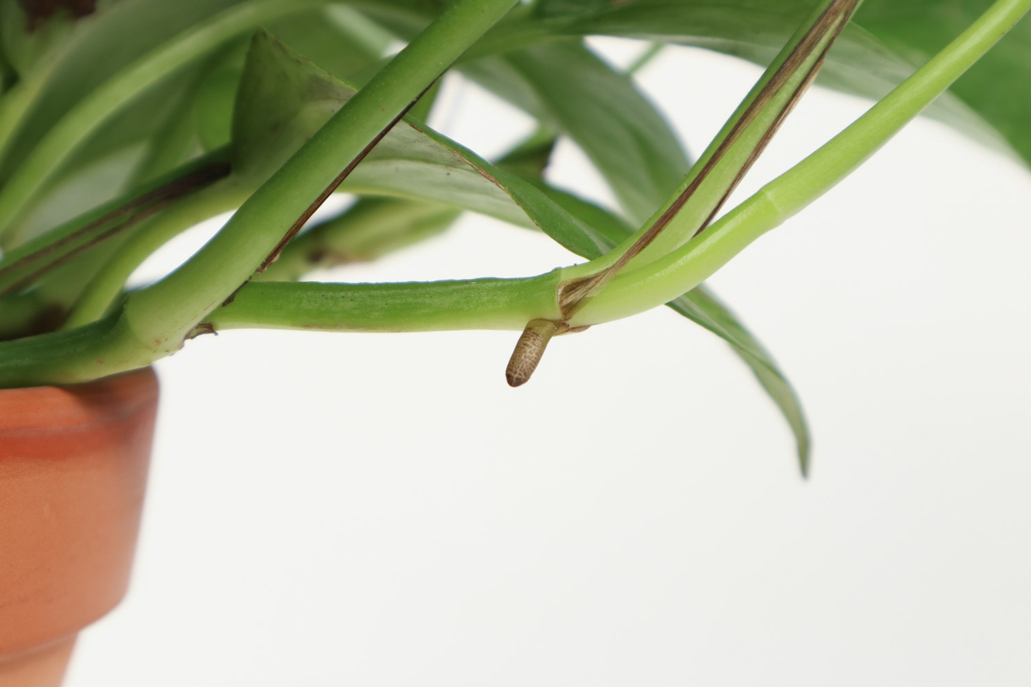 绿萝叶子全黄了？找准原因，一次见效