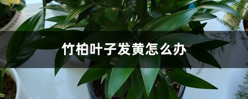 竹柏叶子发黄如何办