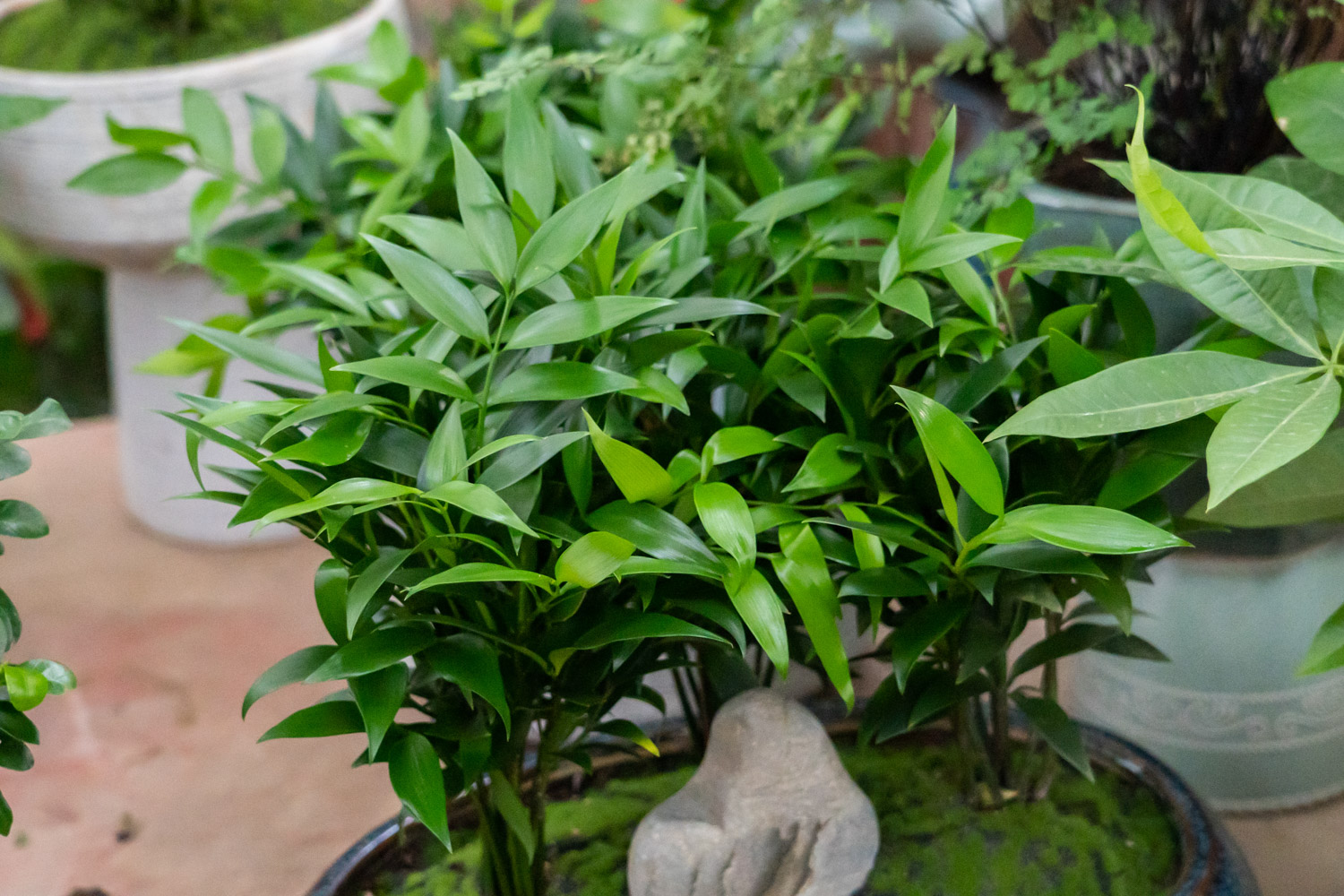 竹柏 竹柏叶子发黄如何办