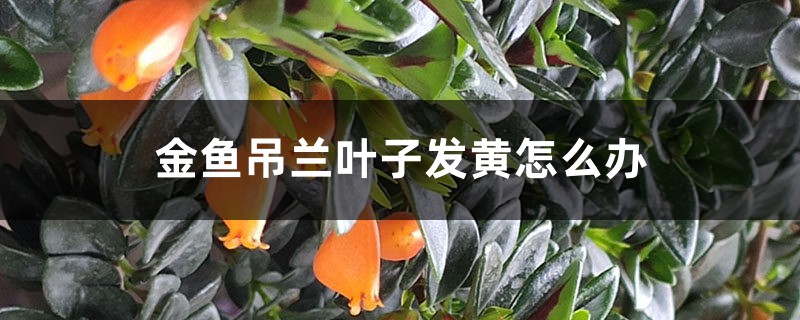 金鱼吊兰叶子发黄如何办