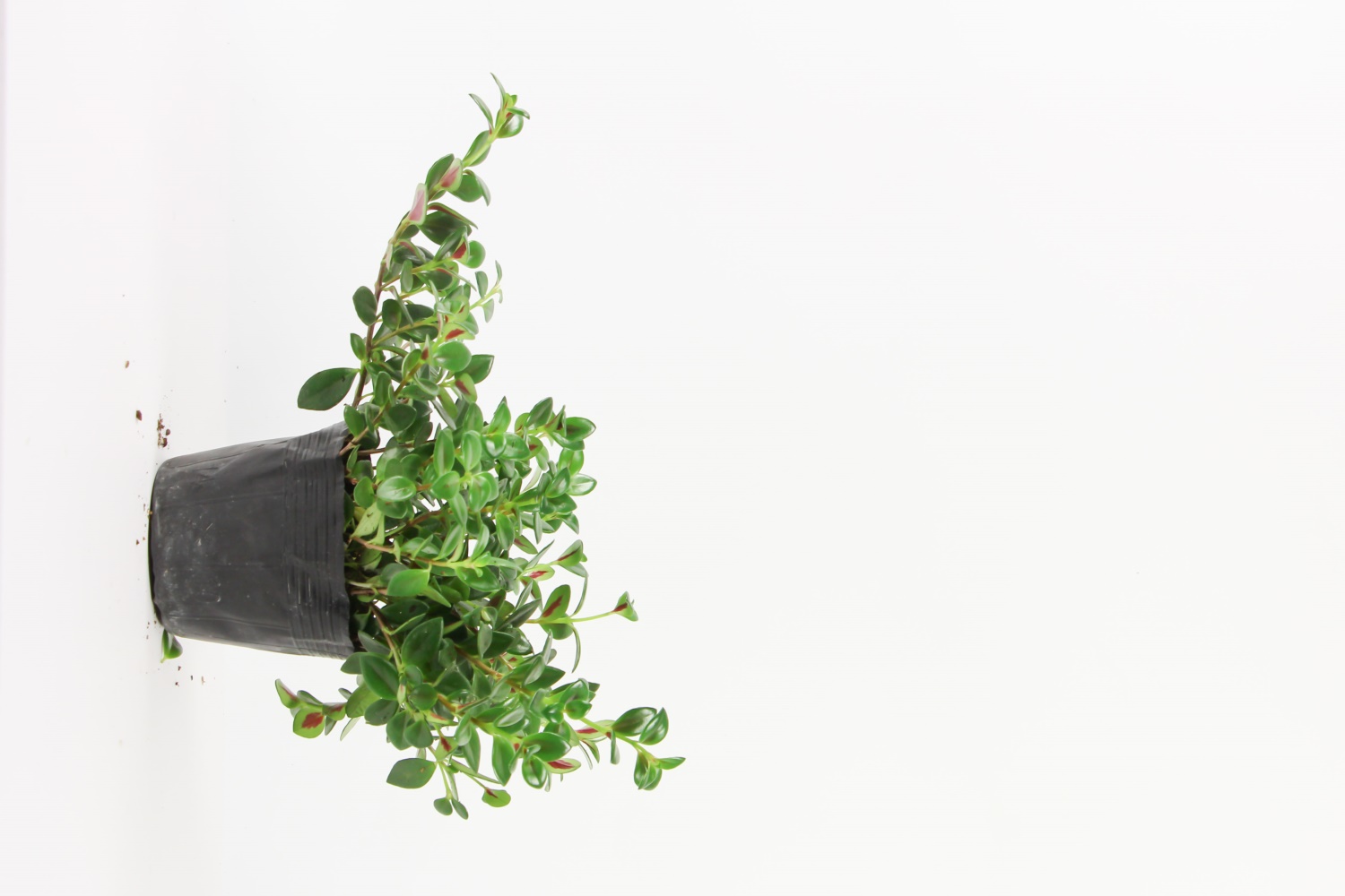 金鱼吊兰叶子发黄如何办