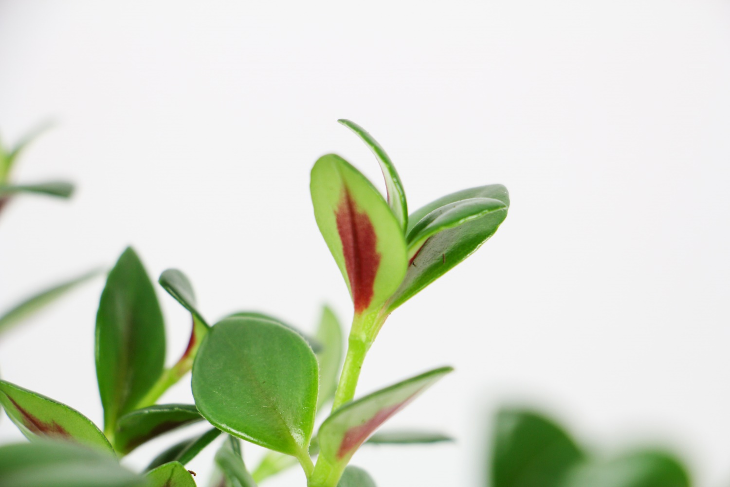 金鱼吊兰叶子发黄如何办