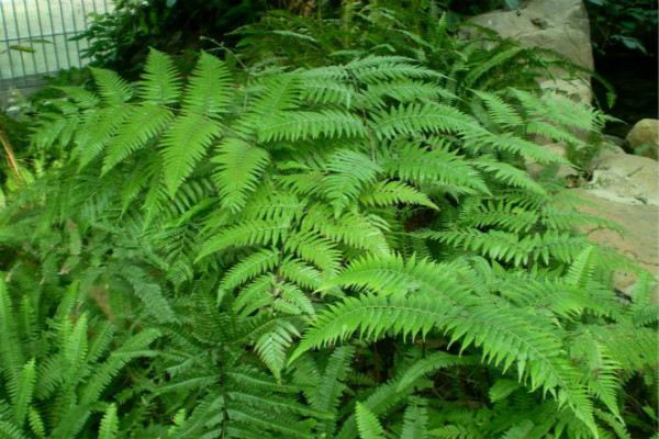 蕨类植物黄叶、烂根如何办