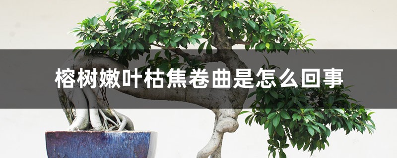 榕树嫩叶枯焦卷曲是如何回事