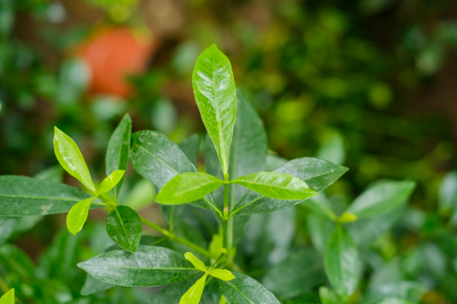 小叶栀子叶片发黄如何办