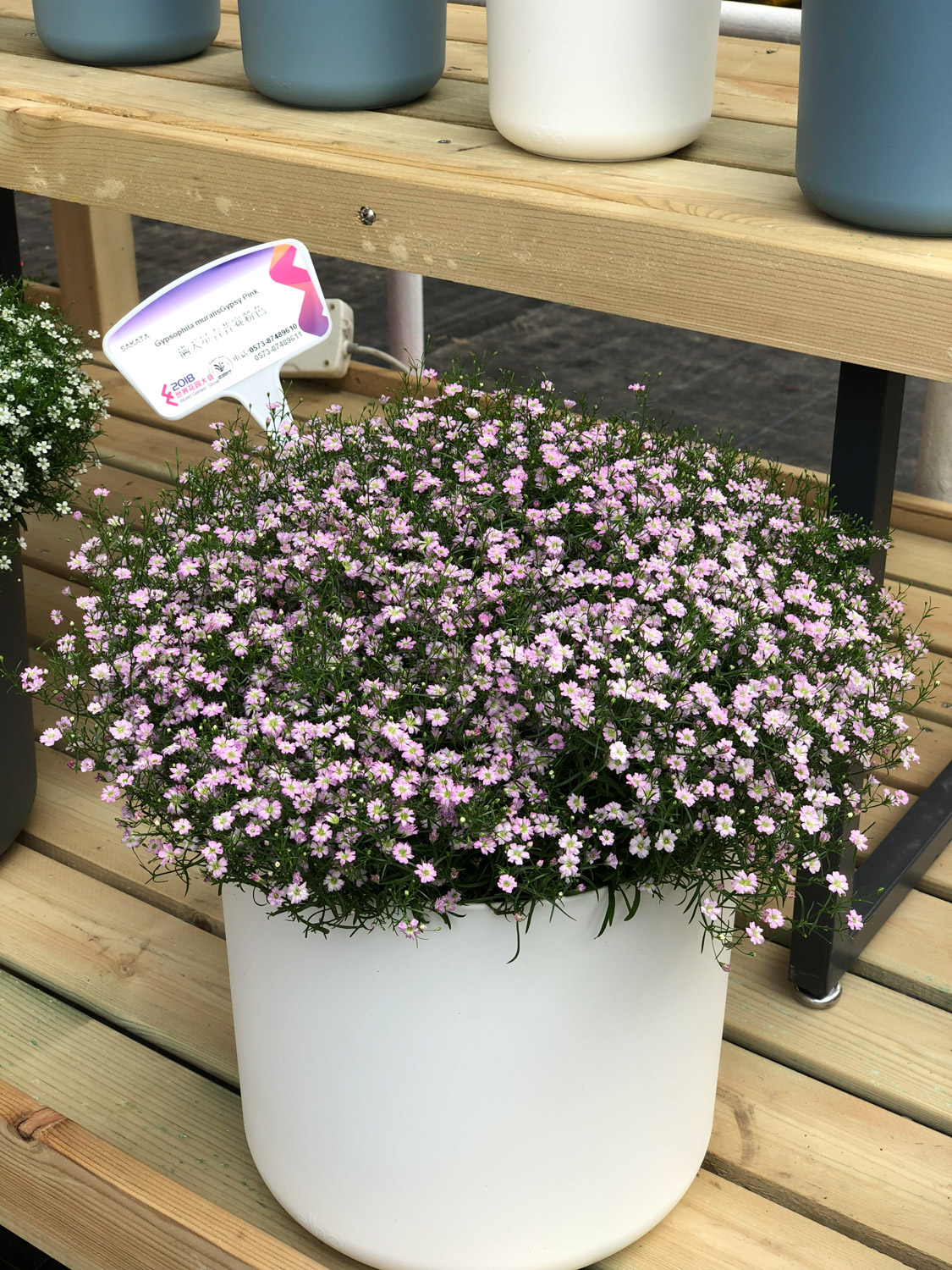 满天星叶子发黄如何办