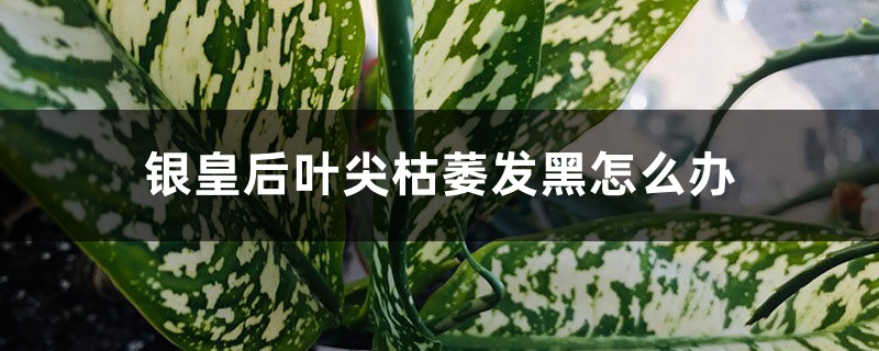 银皇后叶尖枯萎发黑如何办