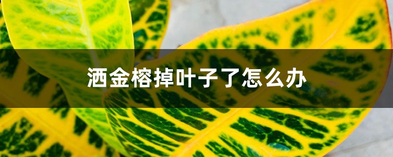 洒金榕掉叶子了如何办