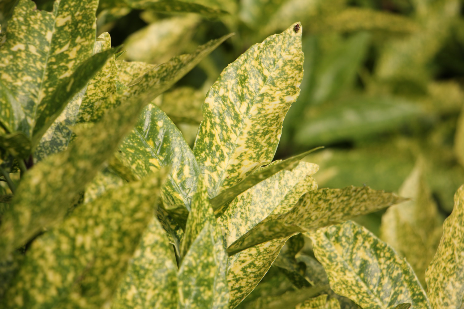 洒金榕掉叶子了如何办