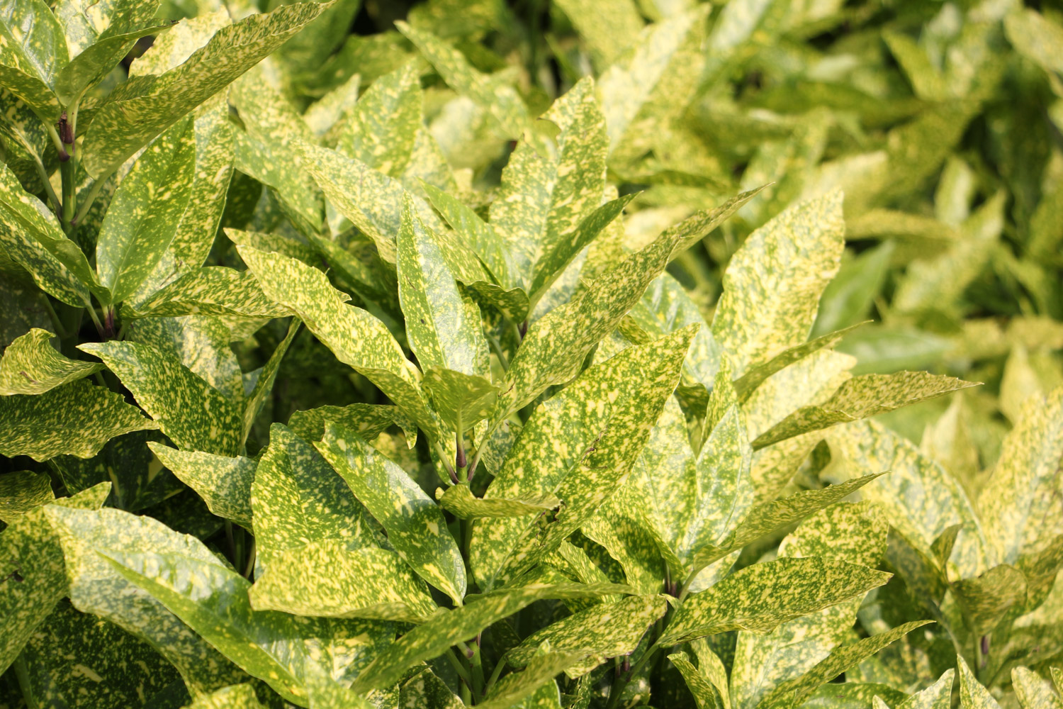 洒金榕掉叶子了如何办