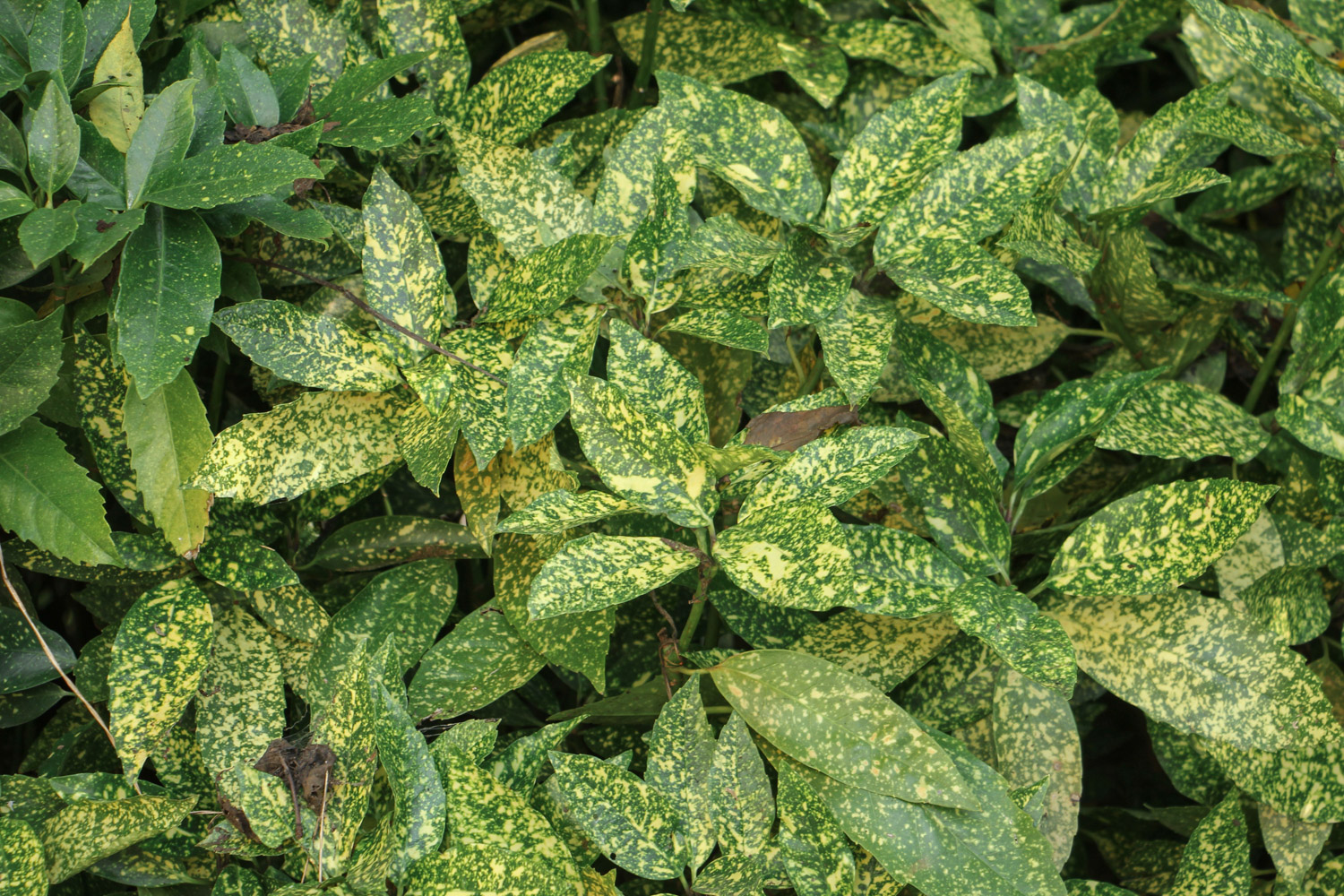 洒金榕掉叶子了如何办