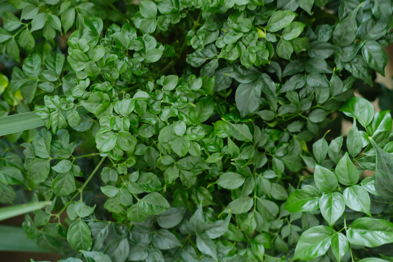 幸福树 幸福树叶子发黄、落叶,教你一个小动作,立马绿油油!