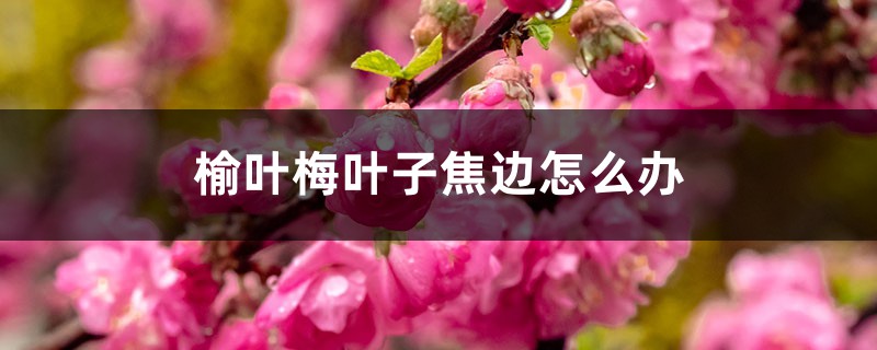 榆叶梅叶子焦边如何办