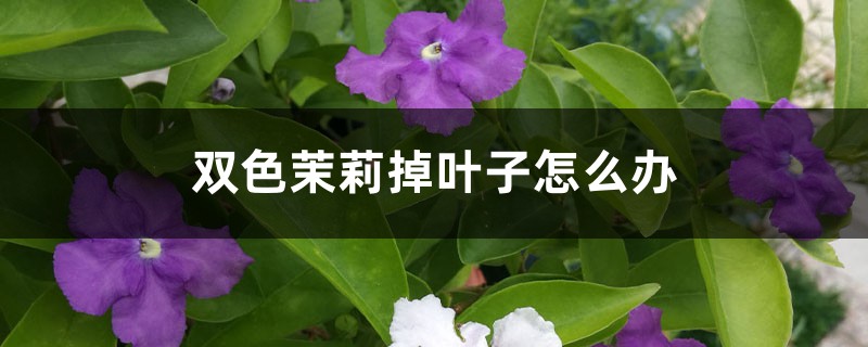 双色茉莉掉叶子如何办
