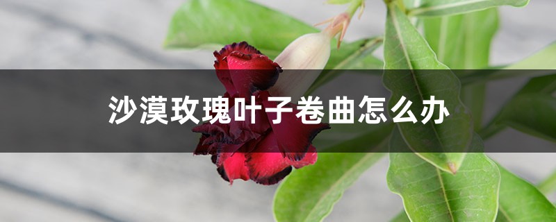 沙漠玫瑰叶子卷曲如何办