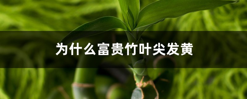 为何富贵竹叶尖发黄